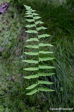 Plant form